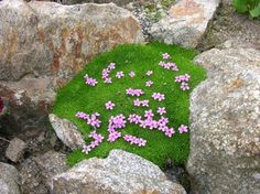 small pink flowers are growing in the grass between large rocks