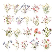 an assortment of wildflowers and other flowers on a white background with watercolor effect