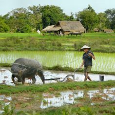 a man is plowing the land with two water buffalo