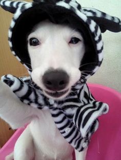 a white dog wearing a zebra hat and scarf in a pink bowl with its paws up to the camera