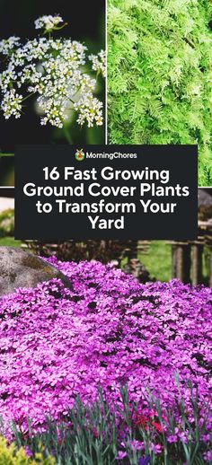 purple flowers and green plants with the words 16 fast growing ground cover plants to transform your yard