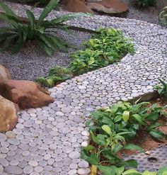 a stone path with rocks and plants on it in the middle of a garden area