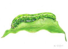 Original Hand Drawn Colored Pencil Art Caterpillar Drawing, Coloured Pencil Drawings, Watercolor Nature, Colored Pencil Drawings, Colored Pencil Art, White Poppy, Art And Creativity, People Portraits, Vibrant Wall Art