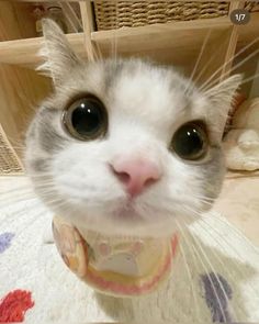 a close up of a cat wearing a bib and looking at the camera with big eyes