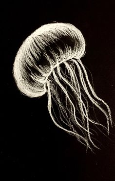 a black and white drawing of a jellyfish in the dark, with its head turned to the side