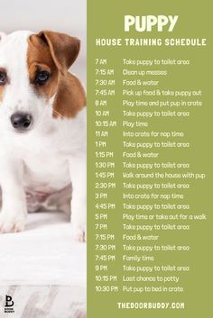 a dog is standing on top of a bed with the words puppy house training schedule