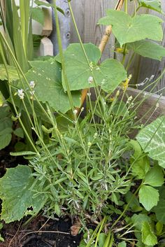 the plant is growing in the soil by the fence and some plants on the ground