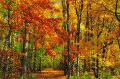 a path in the middle of a forest with lots of trees and leaves on it