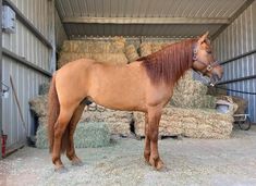 a brown horse standing next to hay in a barn