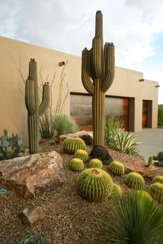 a cactus garden in front of a house with rocks and cacti on the ground