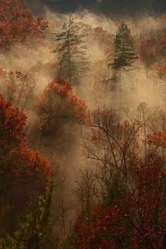 the trees are covered in mist and fog