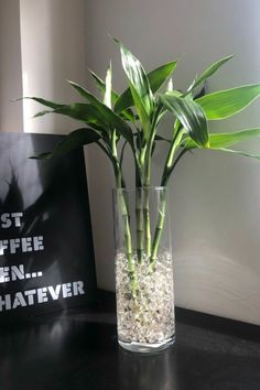 a plant in a glass vase on a table