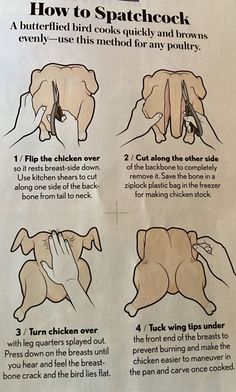 instructions on how to use the spacer for your dog's head and neck