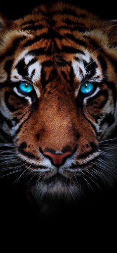 a close up of a tiger's face with bright blue eyes and black background