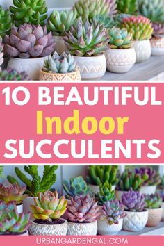 the top 10 beautiful indoor succulents to grow in your home or garden