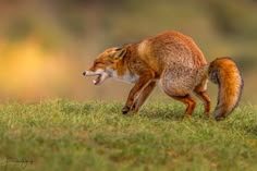 a red fox running across a grass covered field with it's mouth wide open