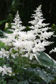 white flowers are blooming in the garden