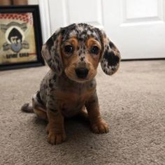 a small puppy sitting on the floor next to a door and looking at the camera