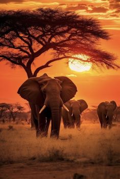 an elephant family walking in front of the setting sun