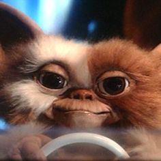 a close up of a stuffed animal holding a steering wheel