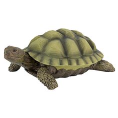 an image of a turtle on a white background