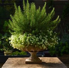 a potted plant sitting on top of a stone block