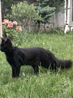 a black cat standing on top of a lush green field next to a flower bush