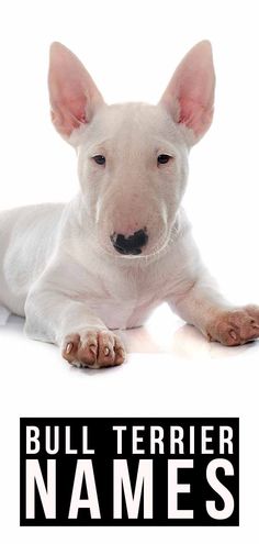 a small white dog laying down with the words bull terrier names below it