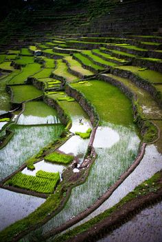 an aerial view of rice fields in the philippines, with green plants growing on them