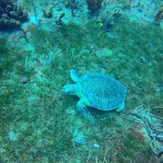 a turtle is swimming in the water near some seaweed and other marine life on the ocean floor