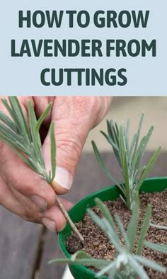 Propagating Lavender, Lavender Cuttings, Propagate Lavender, Lavender Plant Care, How To Propagate Lavender, Grow Lavender, Growing Lavender, Daily Ideas, Lavender Garden