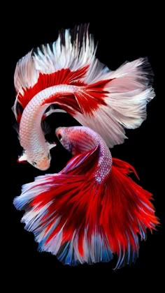 two red and white fish with long tails