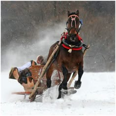 a horse pulling a sleigh in the snow with two people on it's back