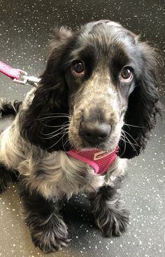 a black and white dog sitting on top of a floor next to a pink leash