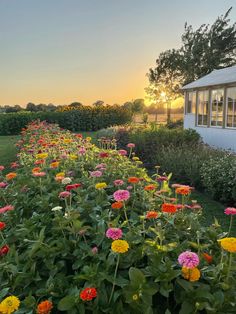 the sun is setting over a garden with many flowers in bloom, and there are no leaves on them