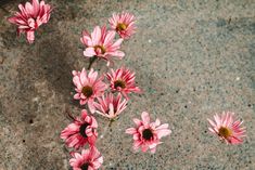 some pink flowers are growing on the ground