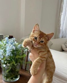 a person holding an orange cat on their arm in front of a vase with blue flowers