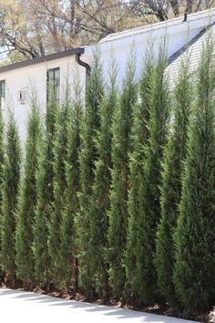 a long row of trees in front of a house