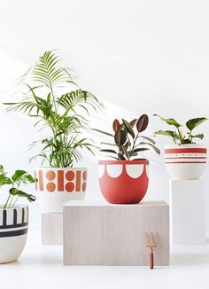 three potted plants sitting on top of each other in front of a white wall