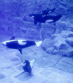 three orca whales swimming in an aquarium with rocks and water around them, one is black and white