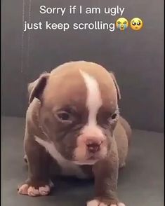 a brown and white puppy sitting on top of a floor next to a sign that says sorry if i am ugly just keep scrolling