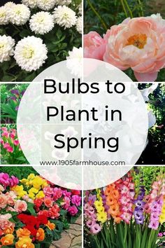 many different types of flowers with the words bulbs to plant in spring