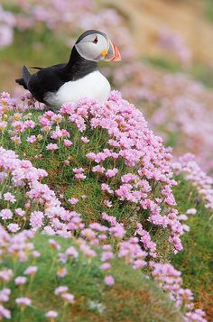 a black and white bird sitting on top of a purple flower covered hillside with pink flowers