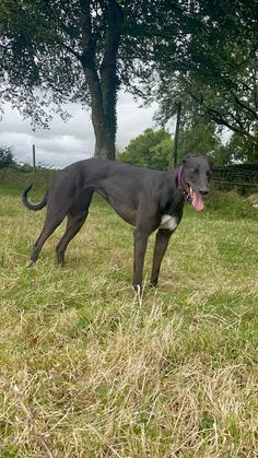 a large black dog standing on top of a grass covered field next to a tree