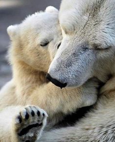 two polar bears cuddle together on the ground