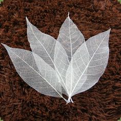 a white leaf laying on top of a brown rug