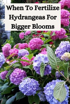 purple and blue flowers with text overlay that reads, when to fertiize hydrangeas for bigger blooms