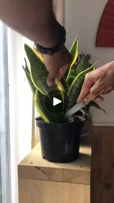 a person is cutting up a plant in a pot