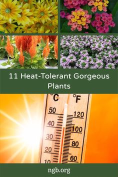 different flowers and plants with the words 11 heat - to - plant gorgeous plants on them