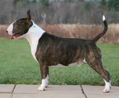 a brown and white dog standing on top of a brick walkway next to a lush green field